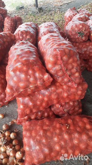 Лук репчатый оптом