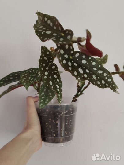 Бегония и разные другие растения