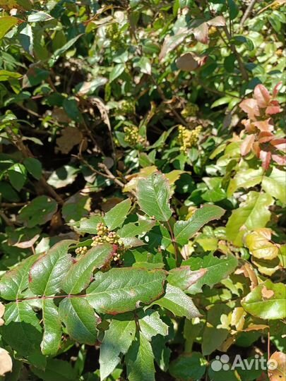 Магония подуболистная