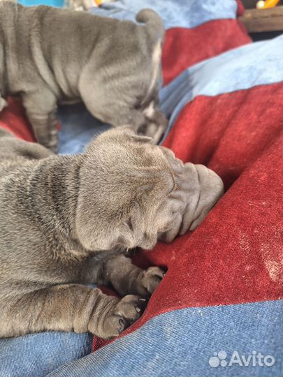 Щенки шарпей