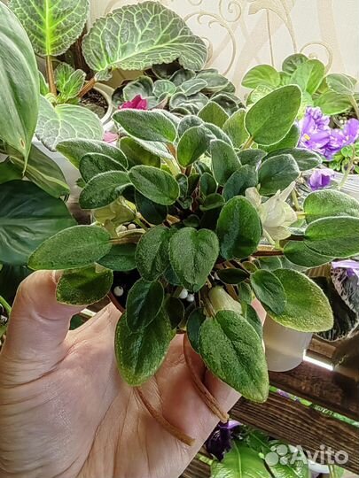 Фиалки сортовые