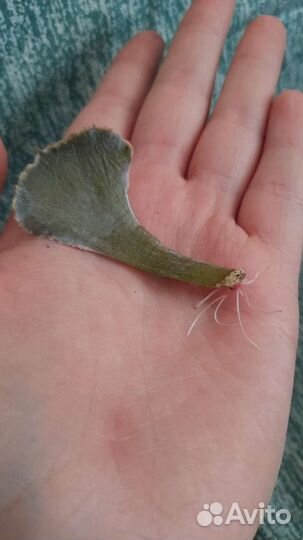 Сукулент. Эхеверия Каменный цветок