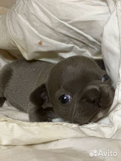 Французский бульдог