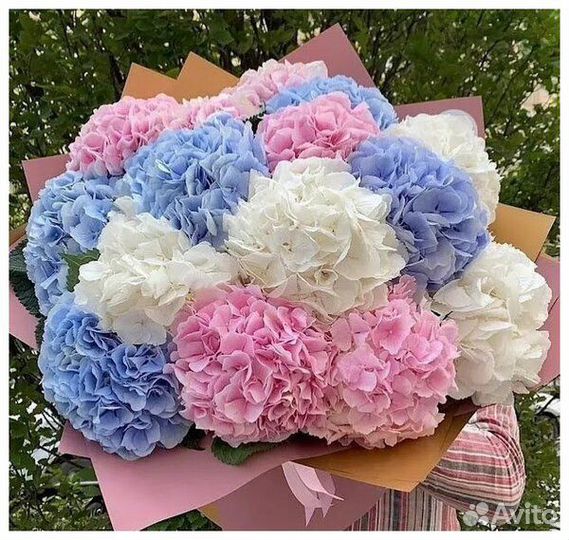 Доставка цветов. Гортензии