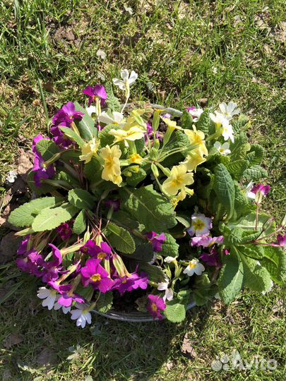 Примулы микс