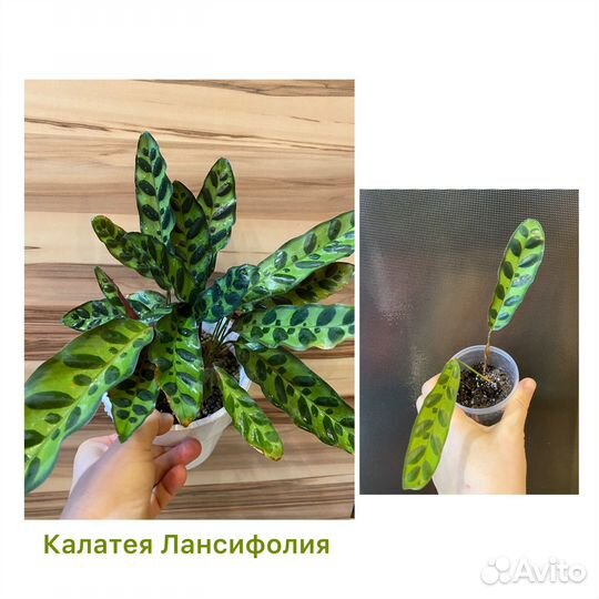 Комнатные растения,цветы.Сциндапсус,бегонии