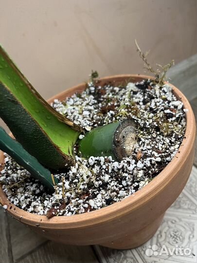 Крупная форма монстера