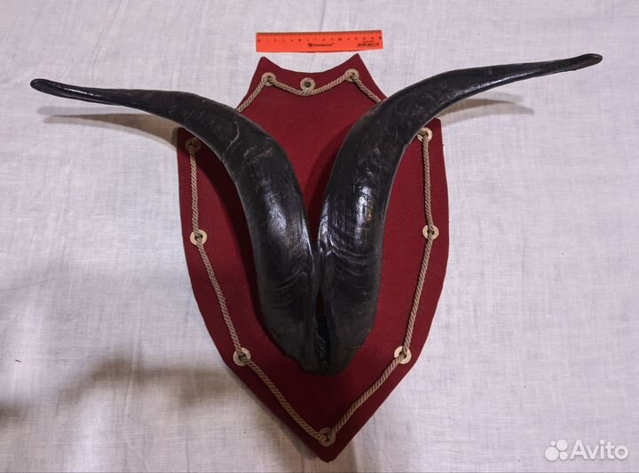 Рога горного барана