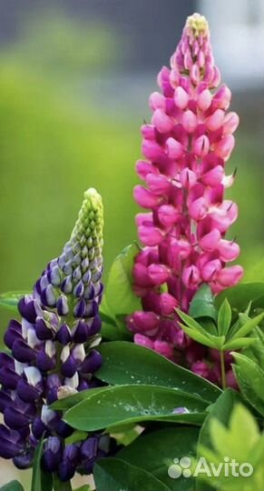 Корни и цветы люпинов