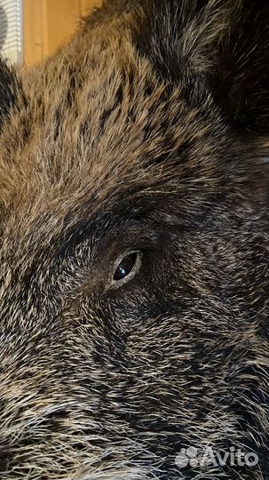 Чучело голова кабана трофейное