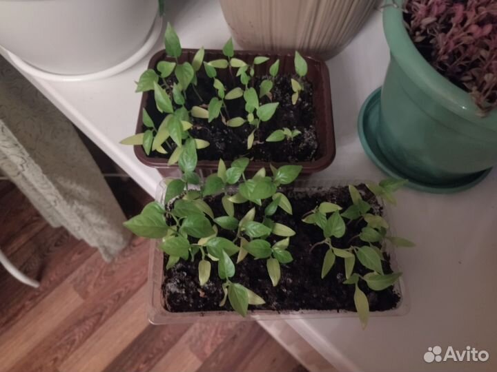 Рассада помидор и перцев