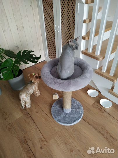 Новая когтеточка для кошек