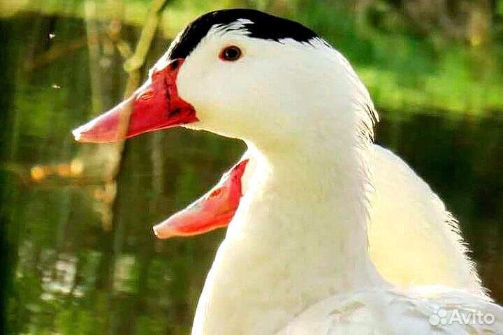 Утки муларды суточные