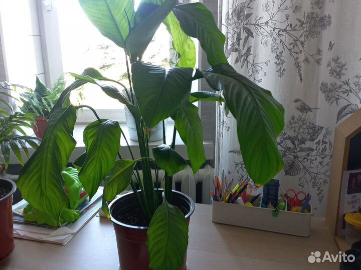 Спатифиллум