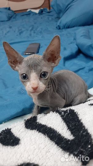 Канадский сфинкс