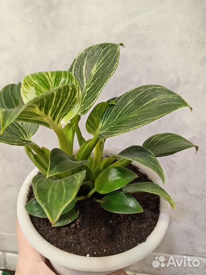 Филодендрон биркин