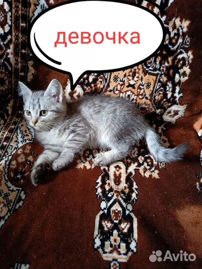 Котята в добрые руки