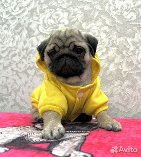 Девочка мопса