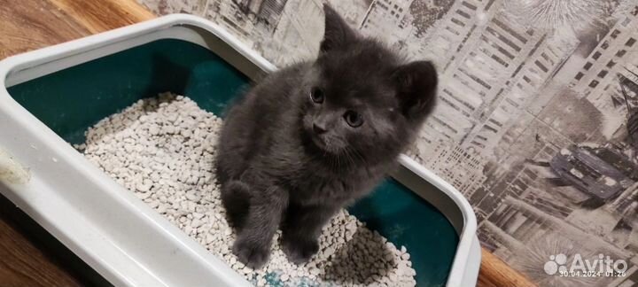 Британский кот