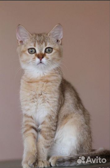 Британская золотая шиншилла