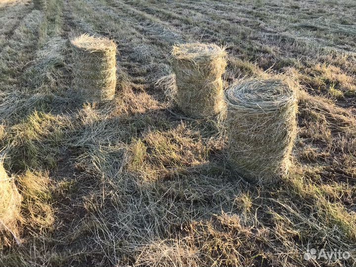 Сено в мини рулонах, дикорос для подстилки