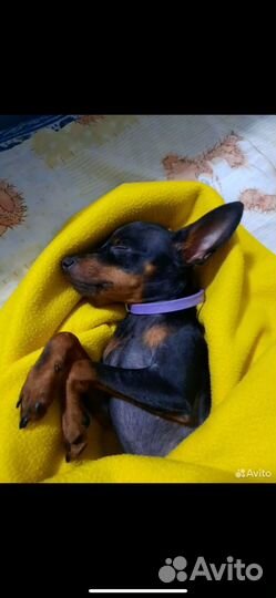 Мини той-терьер