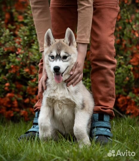 Сибирский хаски щенки