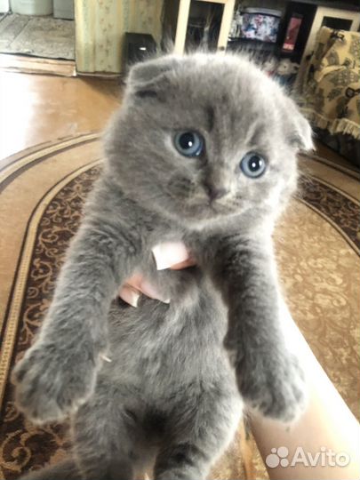 Британские котята