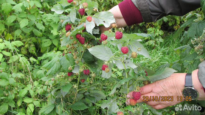 Саженцы малины