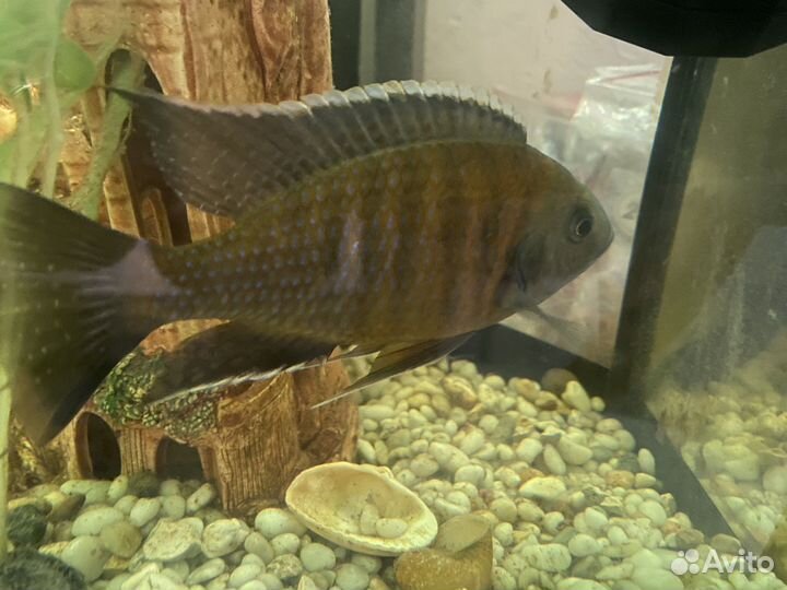 Африканская цыхлида