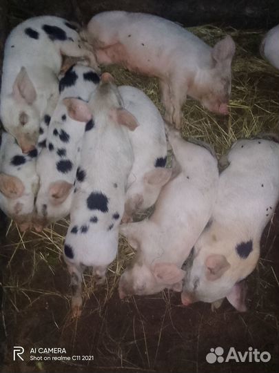 Поросята