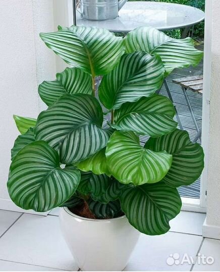 Калатея орбифолия