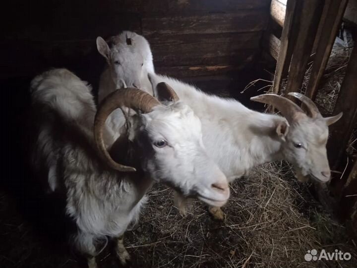Коза дойная молочная