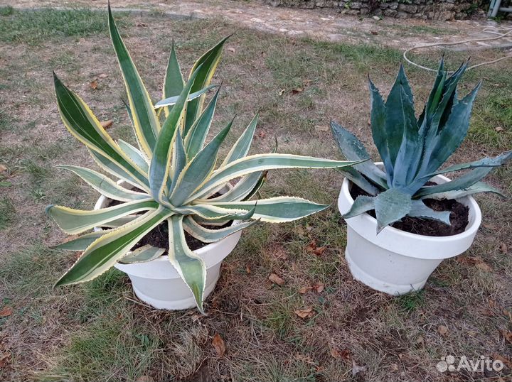 Агава голубая (текильная) и агава американская