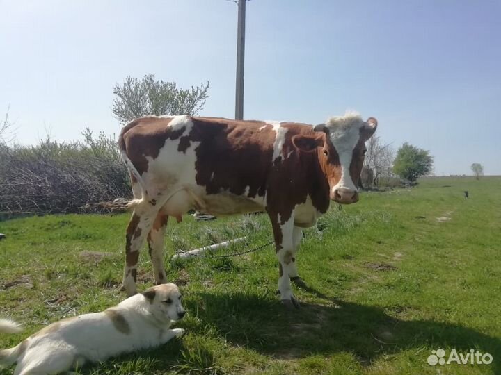 Коровы и телки