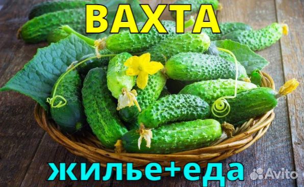 Вахта сборщик овощей с проживанием и питанием