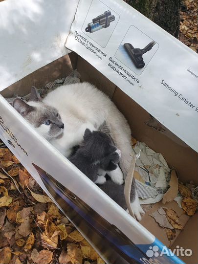 Котята в добрые руки