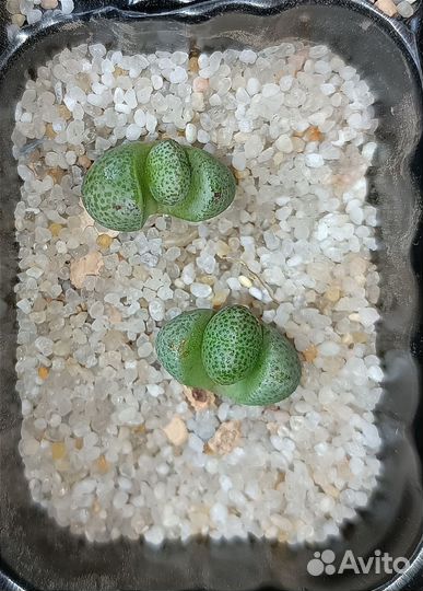 Суккуленты плейоспиллос