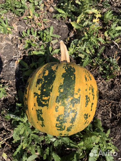 Тыква кормовая семечки тыквенные