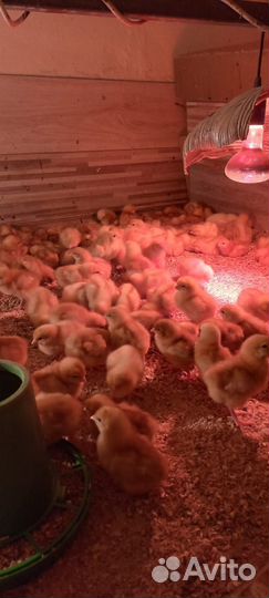 Цыплята Ломан Браун суточные