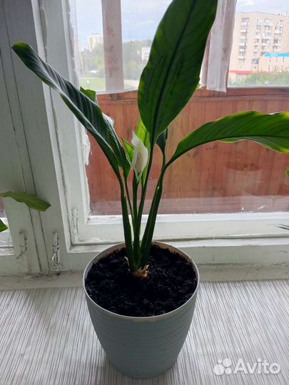 Спатифиллум