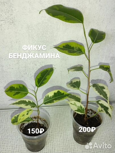 Сансевиерия