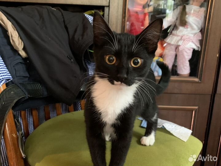 Кошечка в добрые руки