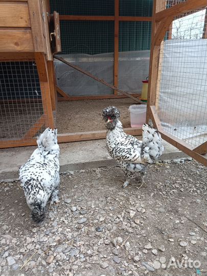 Инкубационное яйцо Павловской (серебро)