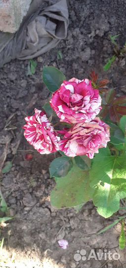 Роза спрейка Арроу Фолиес