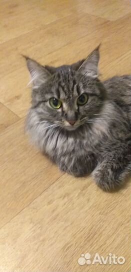 Отдам в хорошие руки