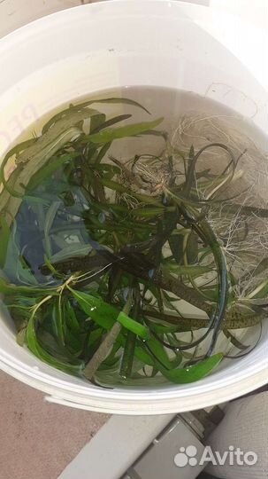 Улитки теодоксусы. Креветки. Растения