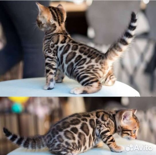 Бенгальские котята