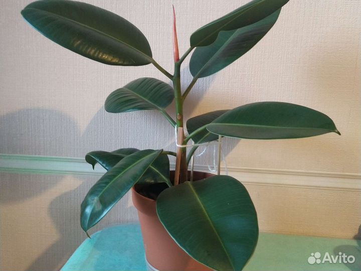 Толстянка,алоэ вера,древ.алоэ,фикус, дендробиум
