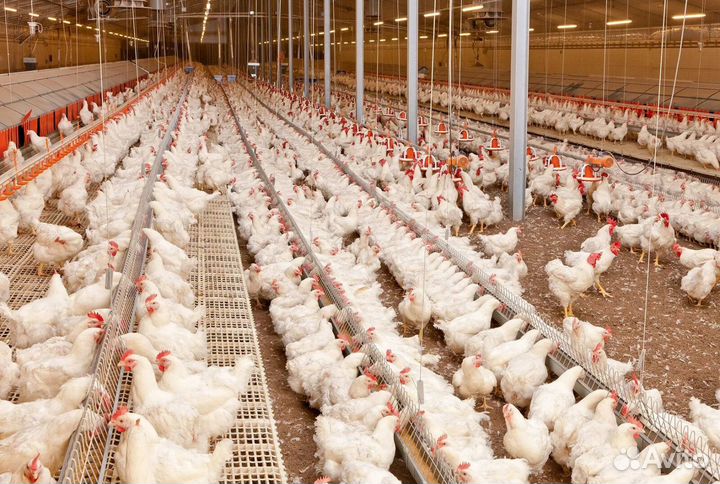 Разнорабочие на птицефабрику в Калужскую обл